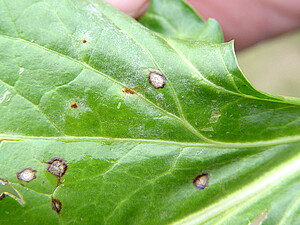 Mischinfektion von Cercospora, Echtem Mehltau und Rübenrost auf einem Rübenblatt im Herbst.