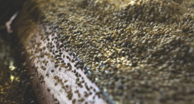 Gravity table with sugar beet seeds