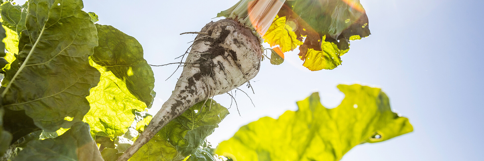 Strube Saatzucht Zuckerrübe Sorte Ertrag Ernte