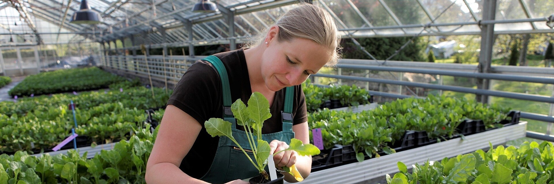 Strube employee in the greenhouse