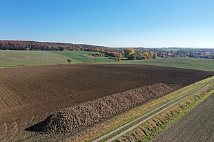 ©Strube D&S - Die Prognosen für die aktuelle Ernte stehen gut