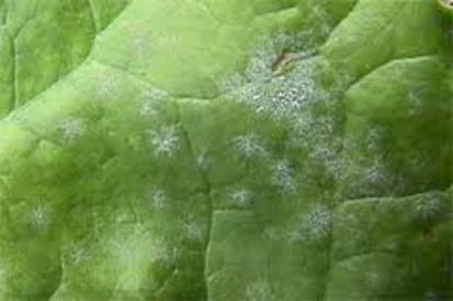 oidium, Erysiphe betae