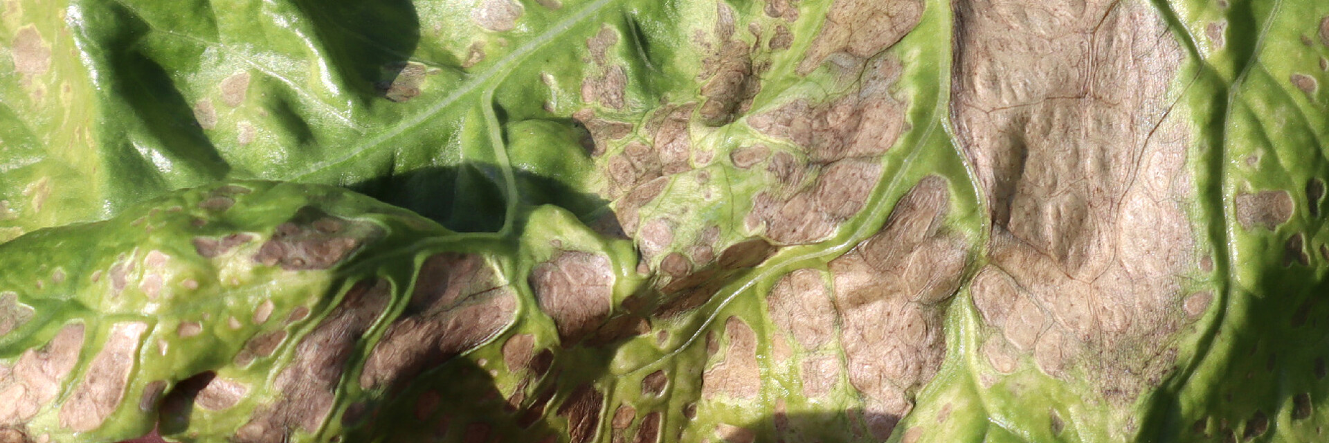 Strube Beratung Zuckerrübe Sonnenbrand Blatt