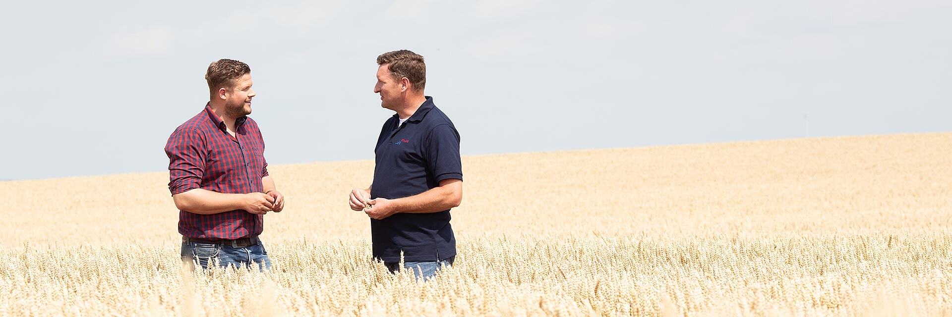 Strube cultivation advice in the wheat field