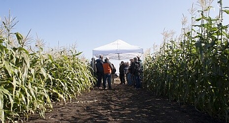 Strube seeds news and events 