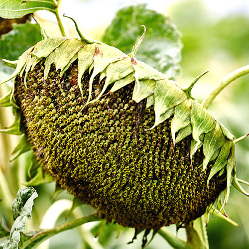 Sunflower head with ripe sunflower grains