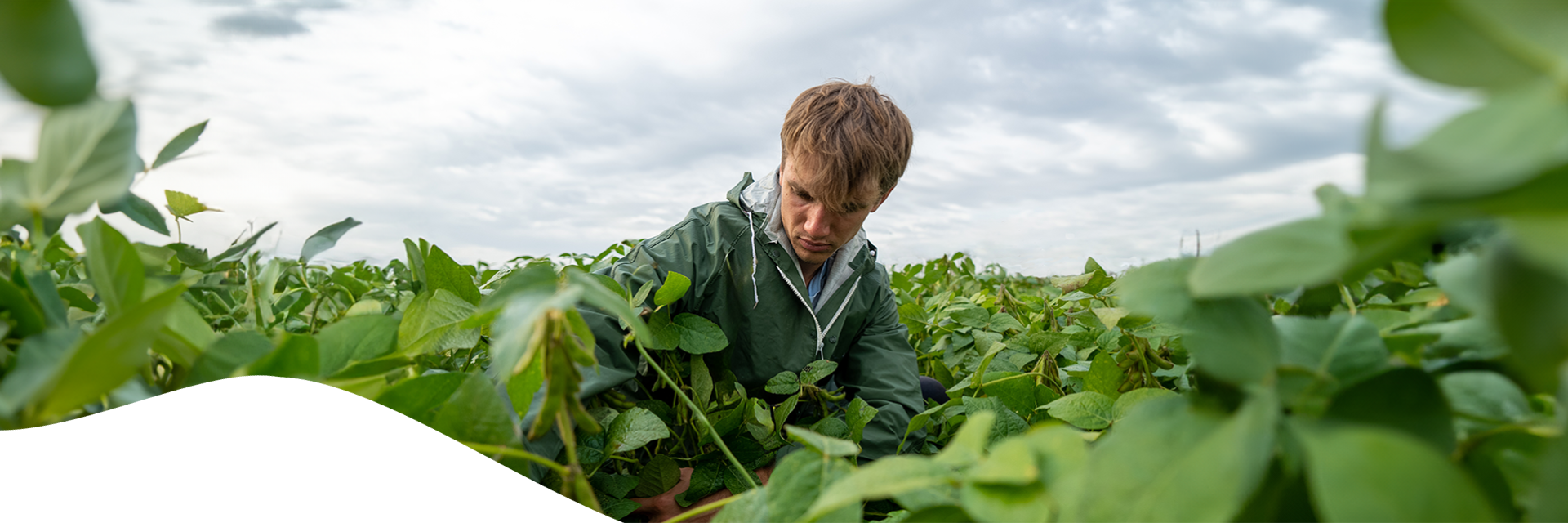 GMO free soyebean field at Strube Deleplanque 