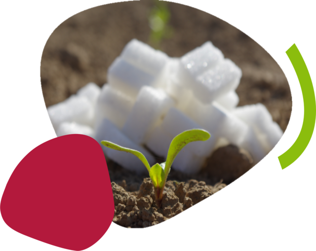 Sugar cubes behind a small sugar beet plant