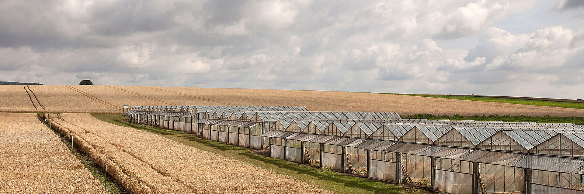 Strube's wheat field next to the greenhouses