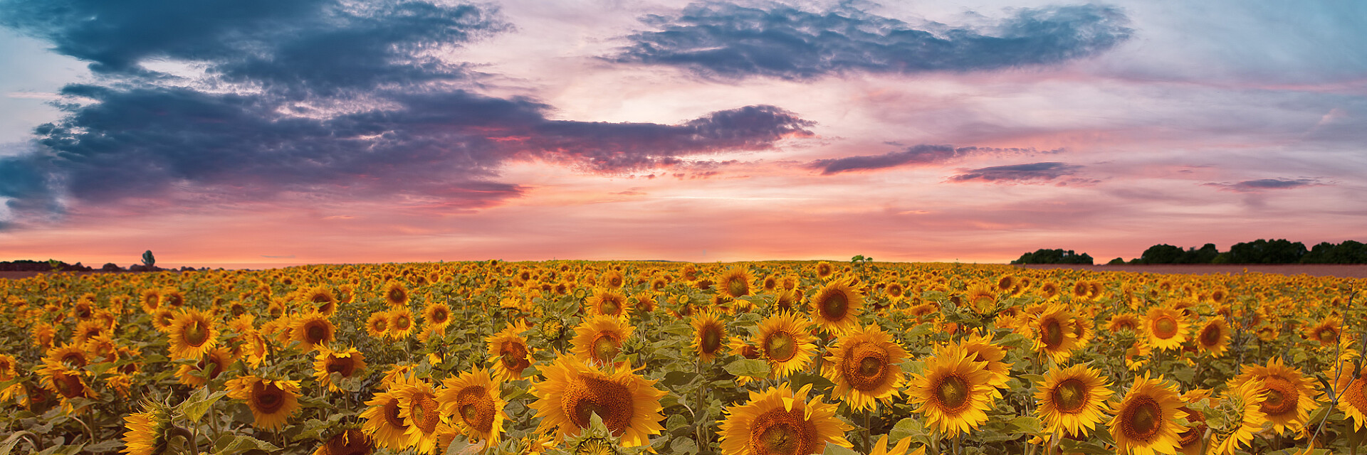 Strube sunflower varities behind the sunset