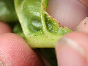 The size of green peach aphids as unwinged forms ranges around 2 mm in length. Colonisation of green peach aphids is rare. 