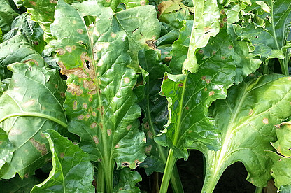 Les taches foliaires de ramulariose sont deux fois plus grandes que les taches foliaires de cercosporiose. Les taches foliaires de ramulariose sont deux fois plus grandes que les taches foliaires de cercosporiose.