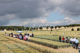 Strube Saatzucht Weizenfeldtag 2019