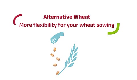 A hand sows Alternative Wheat