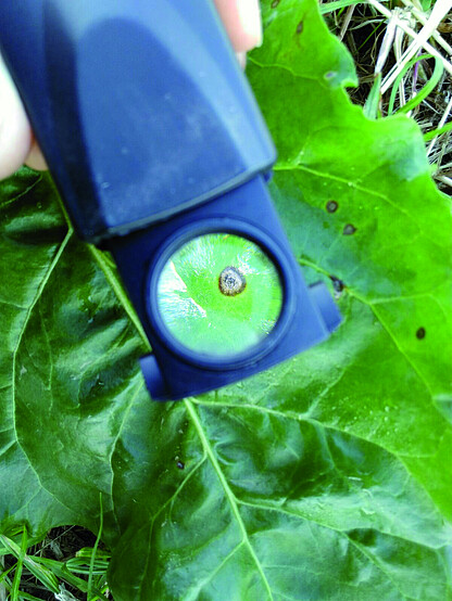 Cercosporiose, Cercospora beticola