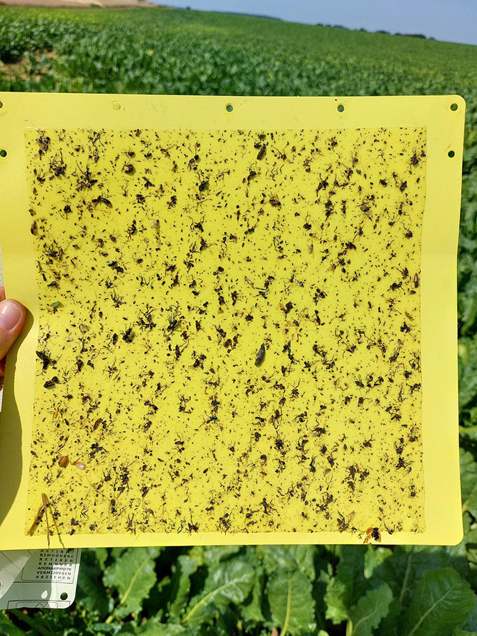 Sticky trap for monitoring the reed glasswing cicada