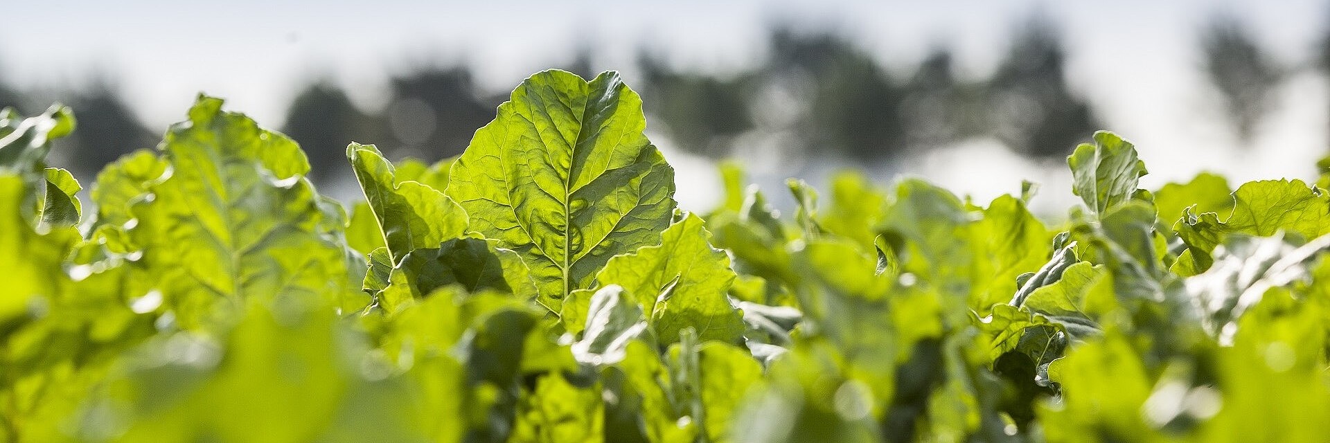 Zuckerrübenfeld mit blattgesunden Rüben