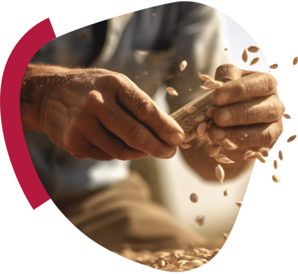 Mâini cu semințe de grâu