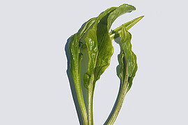 Symptôme typique du SBR : les nouvelles feuilles ont une forme lancéolée. Symptôme typique du SBR : les nouvelles feuilles ont une forme lancéolée.