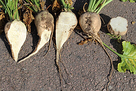 La mort des faisceaux fibro-vasculaires peut entraîner des processus de décomposition. La mort des faisceaux fibro-vasculaires peut entraîner des processus de décomposition.