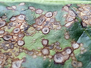 La cercosporiose se caractérise par la présence de petits points noirs au centre des taches foliaires. Il s'agit du mycélium. C’est de là qu'apparaissent les conidiophores. Le revêtement blanc-jaune est constitué par les spores de champignon.