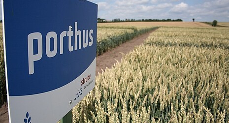 Strube Ireland - variety sign in a wheat field