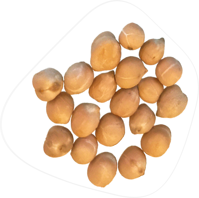 Kichererbsensaatkörner Kabuli-Typ