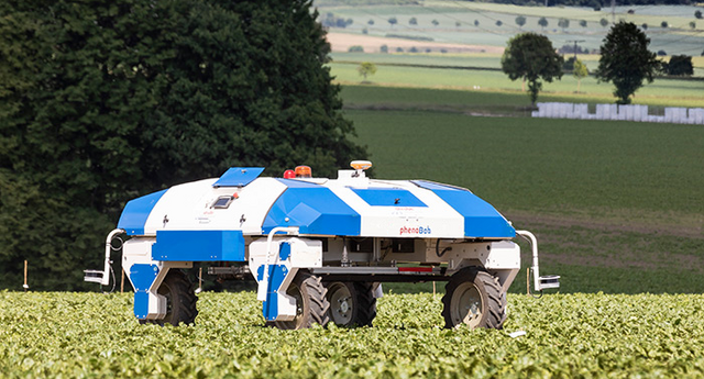 PhenoBob analysis jung sugar beet plants