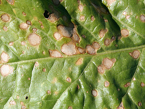 Light dots are visible in the spots, these are the carrier of the spores. 