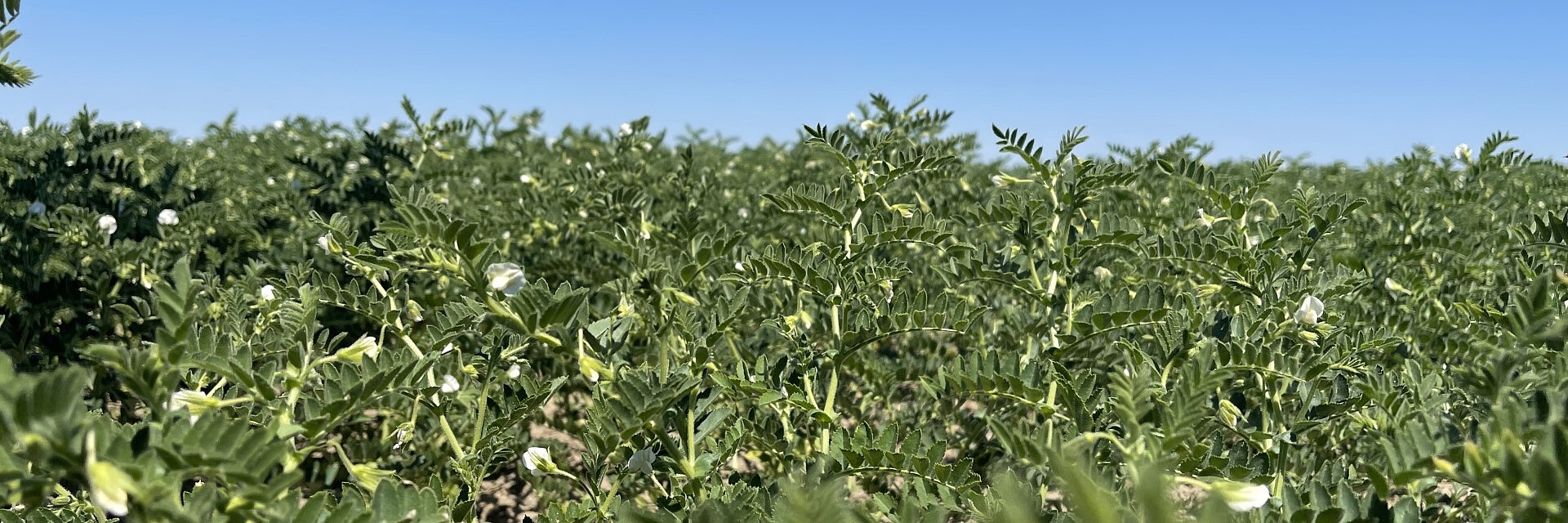 Flowering chickpea field