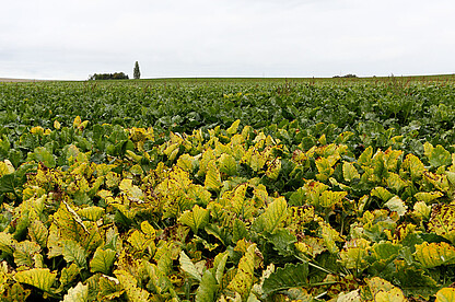 Nests of Virus Yellows in the Sugar Beet Field 