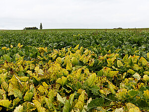 Nests of Virus Yellows in the Sugar Beet Field 