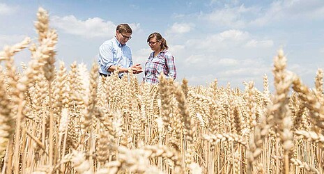 Strube Ireland - consulting in the wheat field