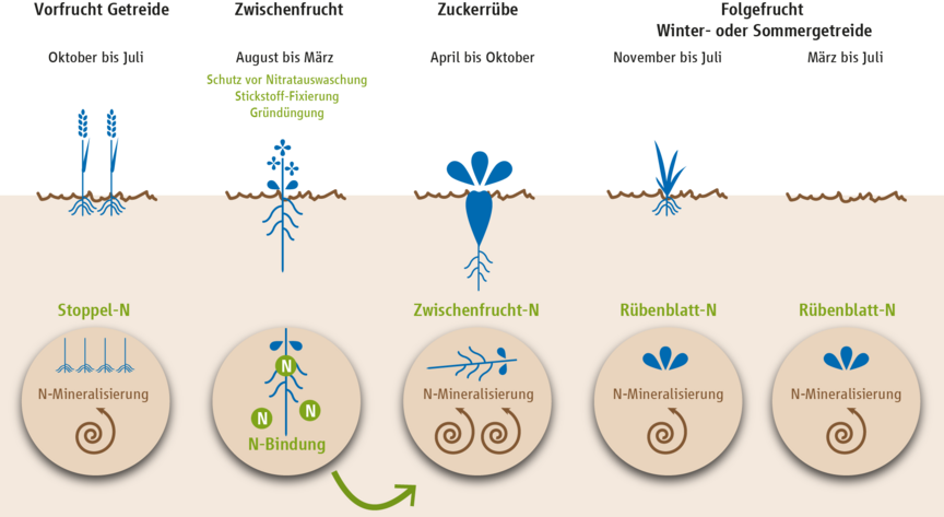 Grafik: Die Zuckerrübe nutzt den angebotenen Stickstoff gut aus. Den im Rübenblatt gebundenen Stickstoff gibt sie an die Folgefrucht weiter. Rund 15 Prozent des Stickstoffs im Rübenblatt wird über Winter mineralisiert. Grafik: Die Zuckerrübe nutzt den angebotenen Stickstoff gut aus.