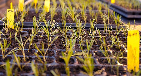 Strube: Double-Haploid Technology -  wheat seedlings
