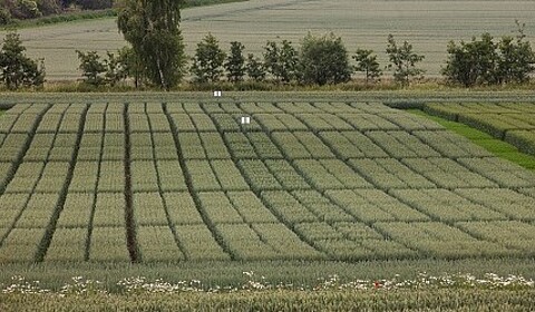 Weizen Versuchsfelder