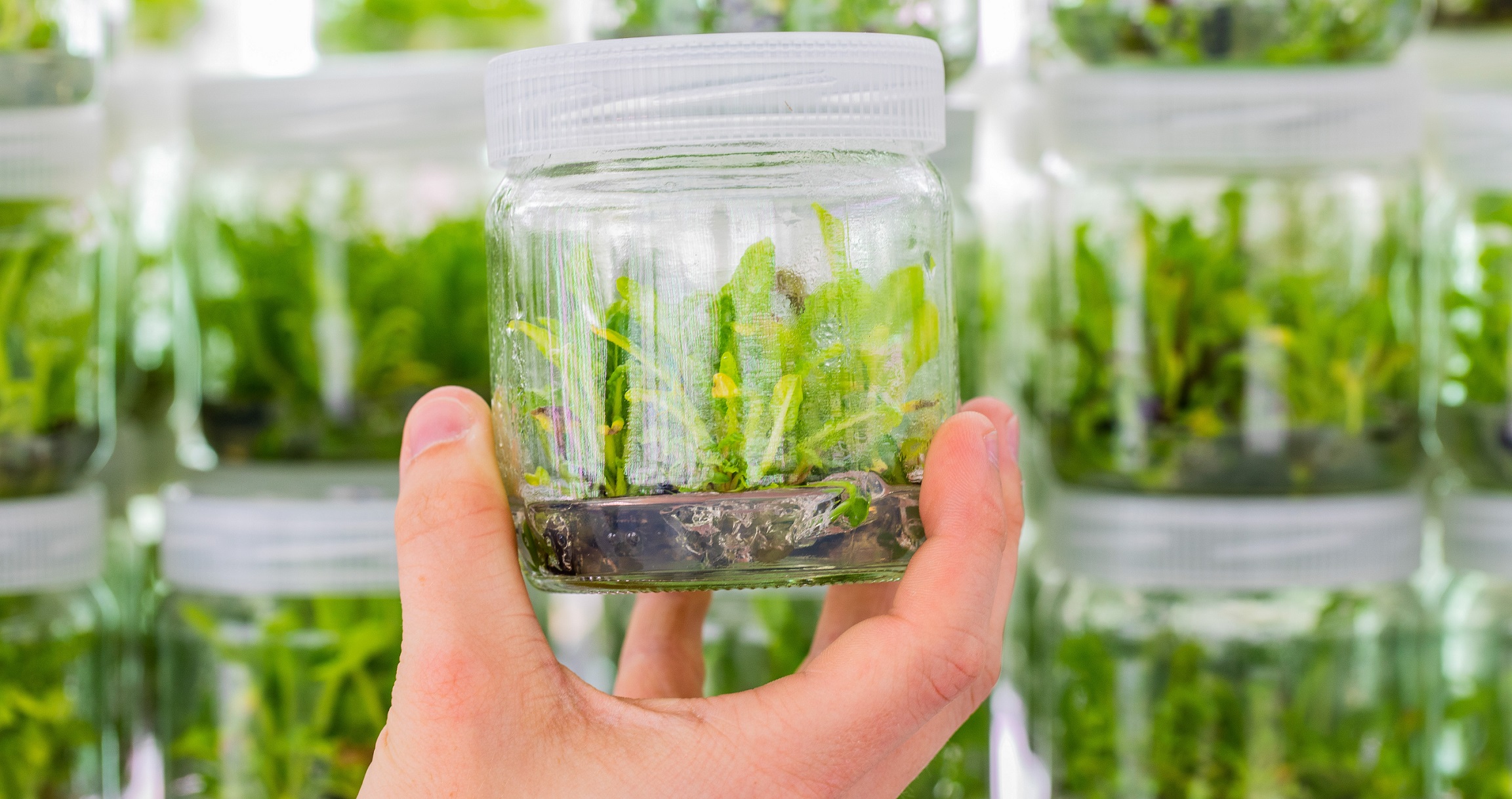 In vitro culture for breeding profitable crops In vitro Culture