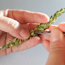 Strube Breeding:  Wheat grain is removed from the ear with tweezers