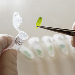 Strube Breeding:  Plant part of a sugar beet is placed in a test glass