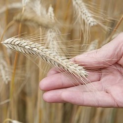 Strube semilla quaitly: Espiga de trigo en la mano