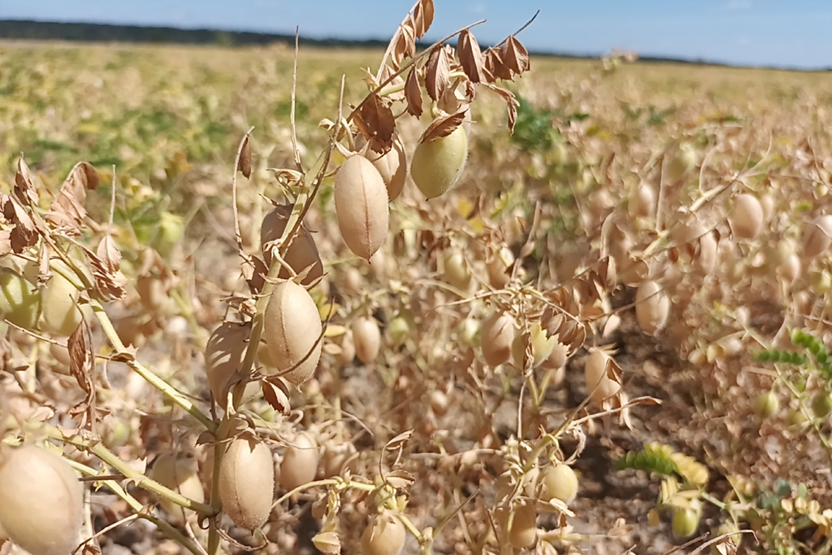 künstliche weihnachtsbäume naturgetreu Künstlicher Weihnachtsbaum