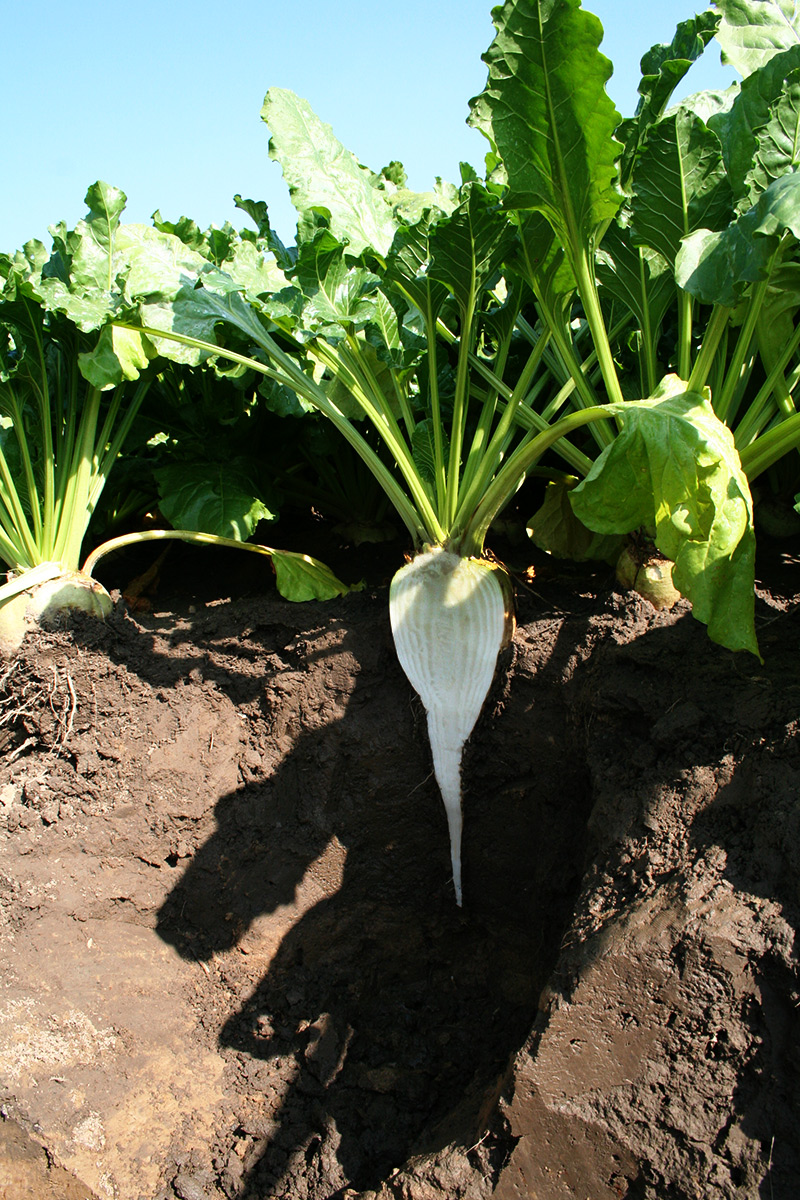 Ernte und Lagerung | Ernte | Lagerung | Strube D&S GmbH