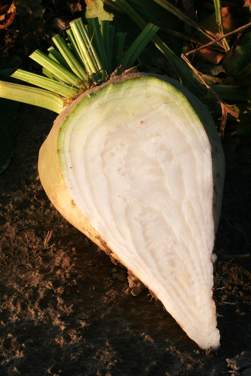 Ernte und Lagerung | Ernte | Lagerung | Strube D&S GmbH