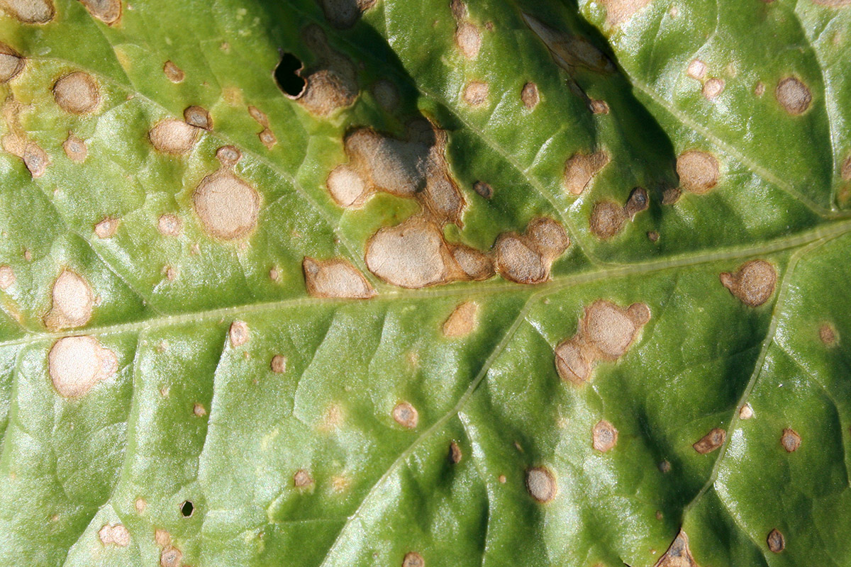 Diseases And Pests Strube D S Gmbh