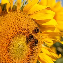 El girasol de Strube bien lleno es polinizado por un abejorro