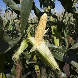 Strube seed sweetcorn corncob Strube seed sweetcorn corncob