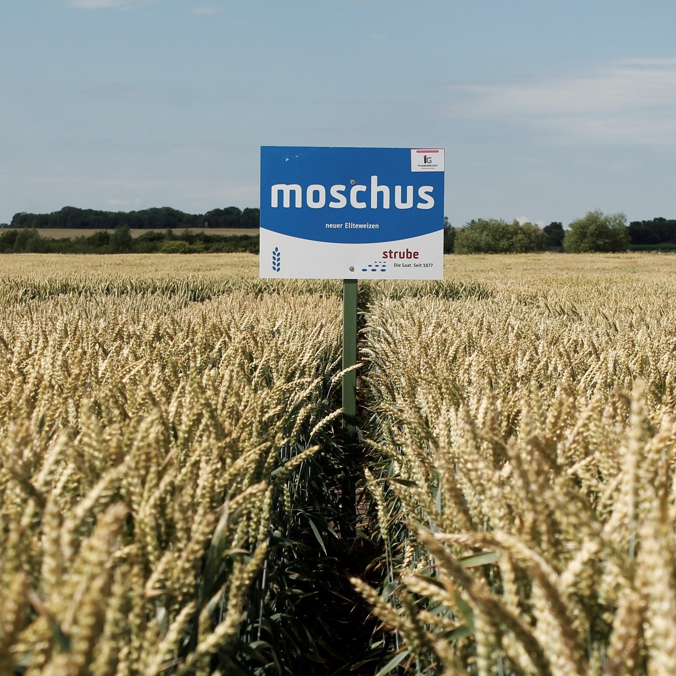 Strube Saatzucht Weizen moschus