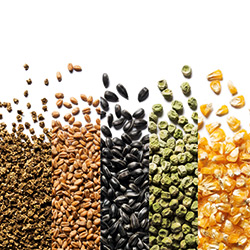 Our broad product range of seeds