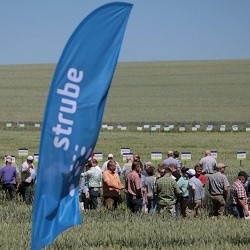 Strube field day for wheat