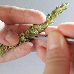 El grano de trigo se quita de la oreja con pinzas